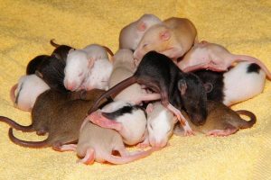 Baby Rats in their Nest