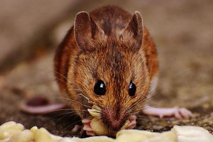 Mouse Eating Seed