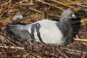 Pigeon Pest Control Stevenage
