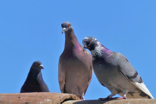 Pigeons on Roof Top