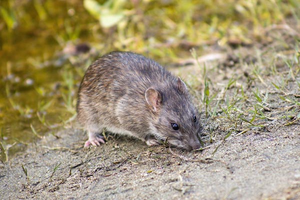 Rat Pest Control Stevenage
