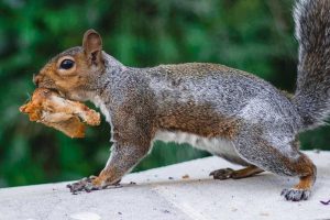 Squirrel with food