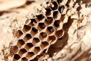 Wasp Nest Close-Up