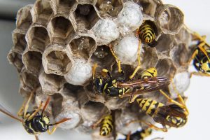 Wasps Swarming on Nest