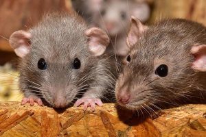 Young-Rats-pest-control