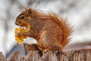 squirrel feeding