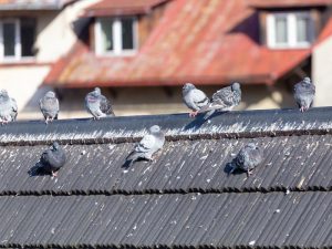 Pigeon Pest Control - Pigeons of Roof