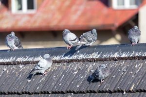 Pigeons Mess on Roof