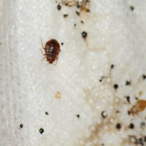 Bed Bug Nest - Infestation of bed bugs