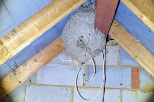 Large wasp nest in loft stevenage pest control