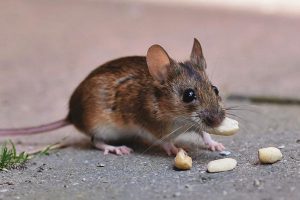 Mouse-looking-for-food-pest-control