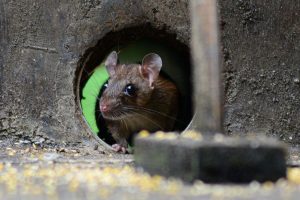 Mouse-looking-for-shelter-pest-control
