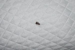 Pest Control Bed Bug on Bed Stevenage