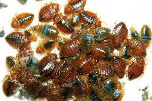 Pest Control for Bed Bugs Stevenage