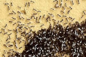 Pest Control for Ant Nest Stevenage