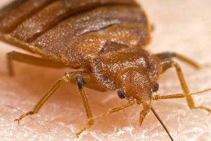 Pest Control_Bed Bug Close-up