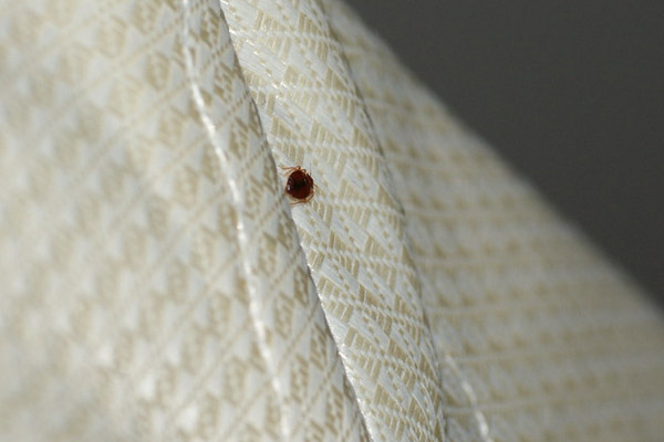 Pest Control stevenage Bed Bug on Mattess