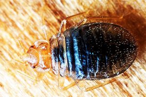 Pest Control for Bed Bugs Stevenage