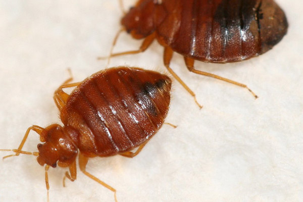 Pest Control Stevenage - Bedbugs Close-up