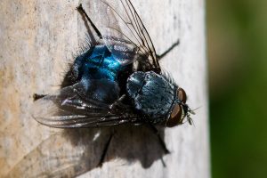 Pest Control for Bluebottle Fly Stevenage