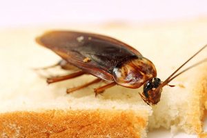 Pest Control for cockroach Stevenage