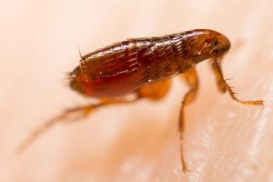 Pest Control for Fleas Stevenage