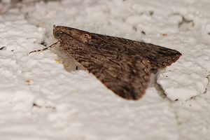 Pest Control for Moths Stevenage