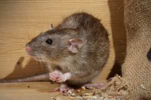 Pest Control for rats in Stevenage