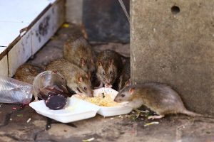 Pest Control for rats Stevenage Hertfordshire