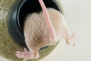 Rat climbing in hole pest control