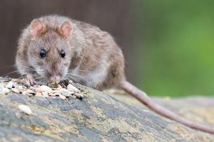 Rat eating food pest control