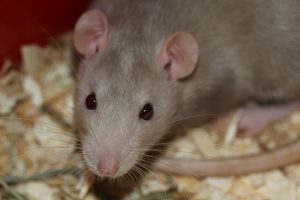 Rat in loft