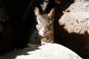 Squirrel hiding - pest control stevenage