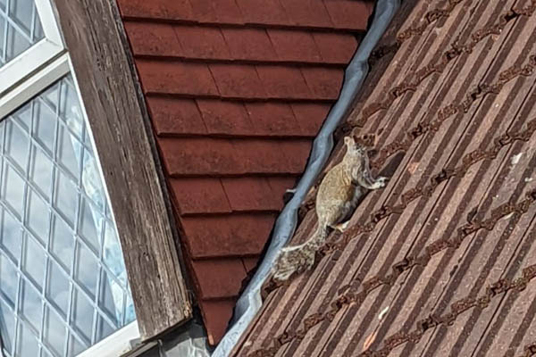 Squirrel on roof - pest