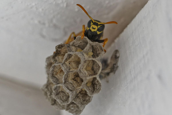 Wasp begining of a nest