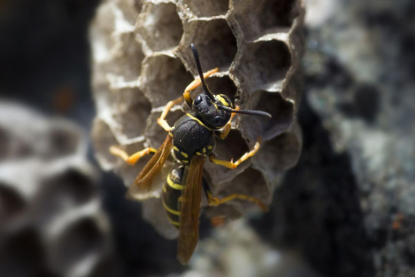 Wasp building nest
