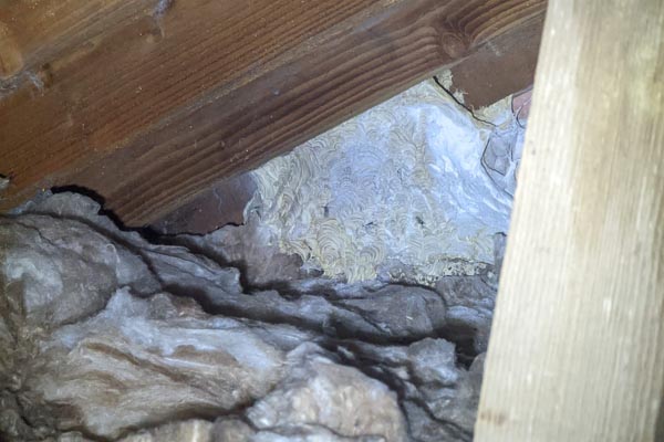 Wasps Nest in loft Stevenage