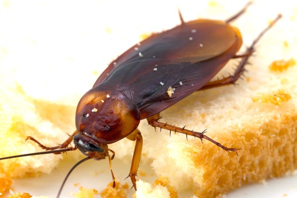 Pest-Control-Cockroaches-Stevenage