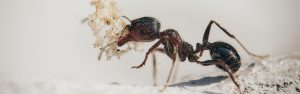 Pest Control for Ants Stevenage