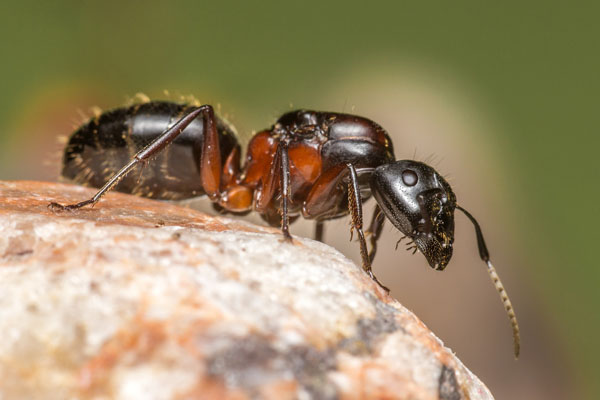Pest Control for Ants Stevenage Herts