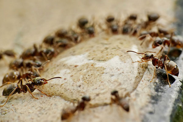 Pest Control for Ants Stevenage - ants drinking