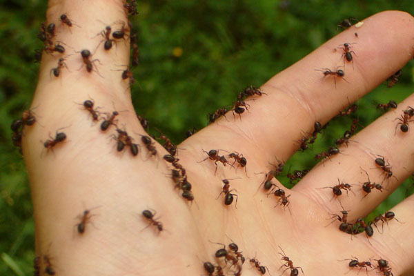 Pest Control for Ants Stevenage - ants on hand