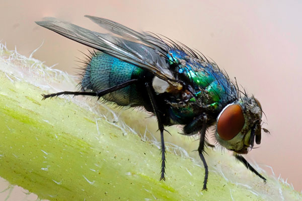 Pest Control for Flies Stevenage