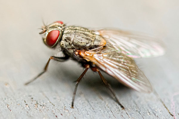 Pest Control for Flies in Stevenage