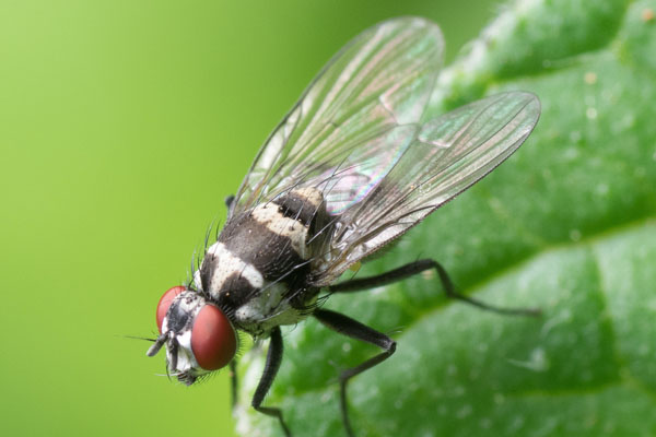 Pest Control for Fly Infestation Stevenage