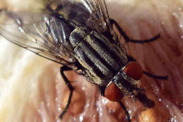 Pest Control for Fly Infestation in Stevenage