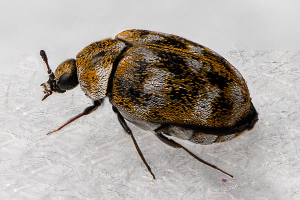 Carpet Beetle Pest Control Stevenage