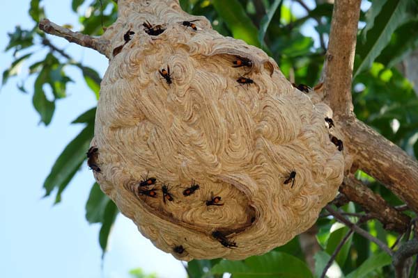Hornets Nest Pest Control