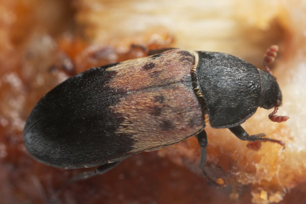 Larder Beetle Pest Control Stevenage
