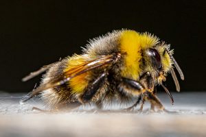 Pest Control Bumble Bee Close-up
